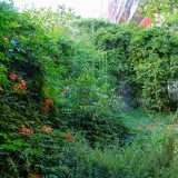 Qui tra edera, fiori e piante infestanti diventa quasi impossibile camminare